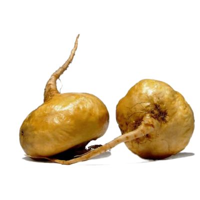 Illustration of two Maca Root on a white background