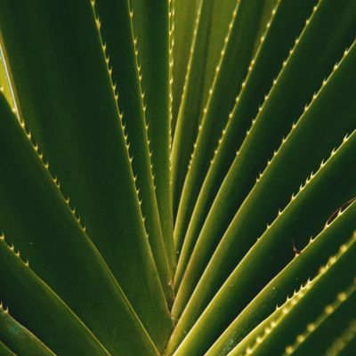 A close-up image of aloe vera leaf